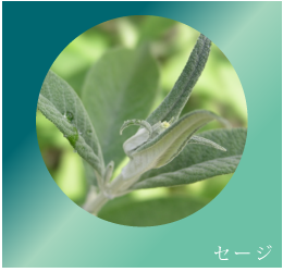 セージ