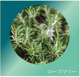 ローズマリー
